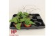 Hoya Hoya erythrina P9 10 - 14  cm 3 pp 
