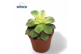 Aeonium Aeonium Kiwi