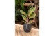 Aglaonema dreamcatcher 