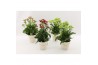 Kalanchoe sunny mix
