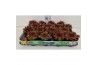 Sempervivum sempervivum "Riga"  kleur  paars