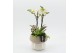 Phalaenopsis PHAL-2541W Phalaenopsis creatie 2 pp 
