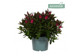 Hebe donna eva addenda