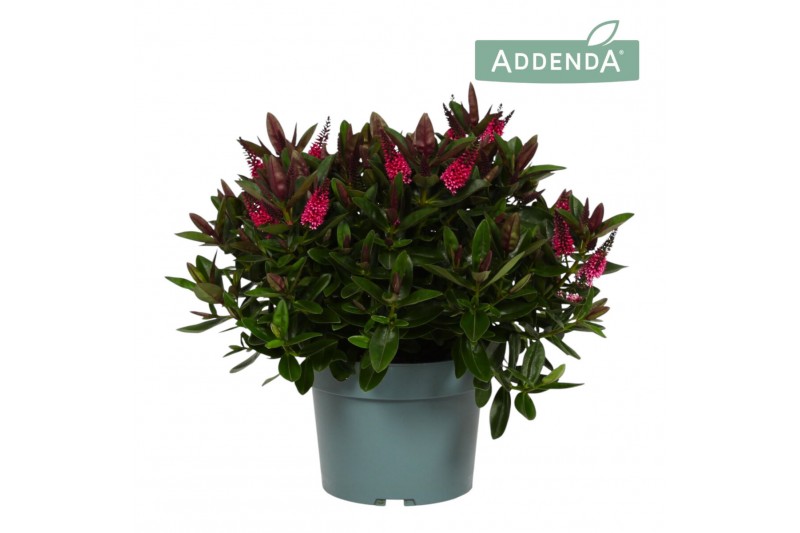 Hebe donna eva addenda 