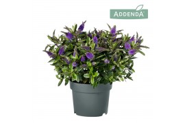Hebe hebedonna anna addenda