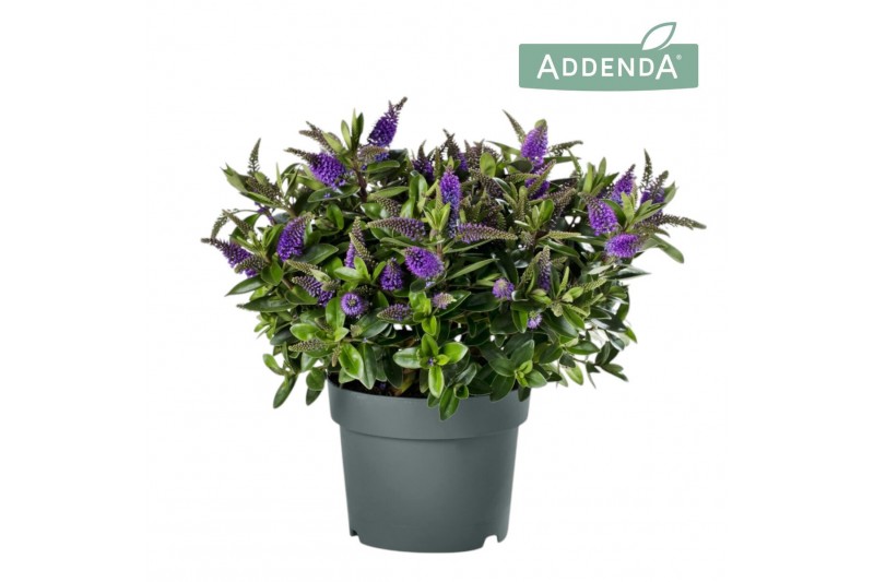 Hebe hebedonna anna addenda 