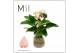 Arrangementen anthurium KARMA Peach | Agua di Karma | Melkbus 