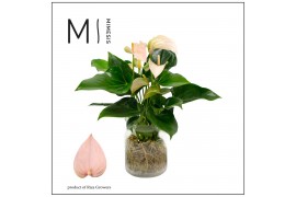 Arrangementen anthurium KARMA Peach | Agua di Karma | Melkbus