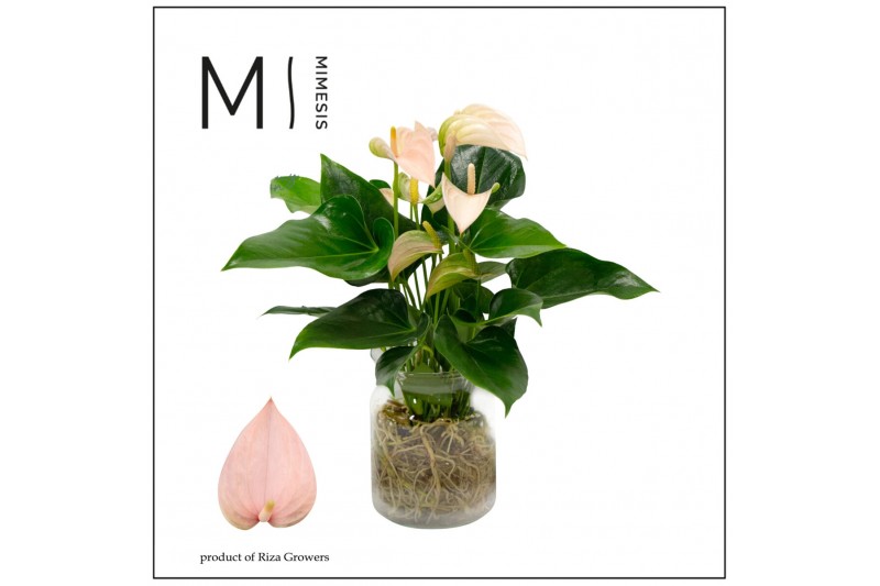Arrangementen anthurium KARMA Peach | Agua di Karma | Melkbus 