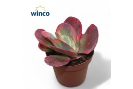 Kalanchoe thyrsiflora Kalanchoe Thyrsiflora Variagata (red) overig pp