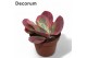 Kalanchoe thyrsiflora Kalanchoe Thyrsiflora Variagata (red) overig pp 