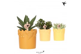 Succulenten mix Kolibri Greens Succulenten mix in Fruity pot yellow mi