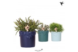 Rhipsalis mix Kolibri Greens Rhipsalis mix in Fruity pot blue mix 1 pp