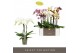 Phalaenopsis mix 3 tak optistar hollywood mix 