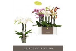 Phalaenopsis mix 3 tak optistar hollywood mix