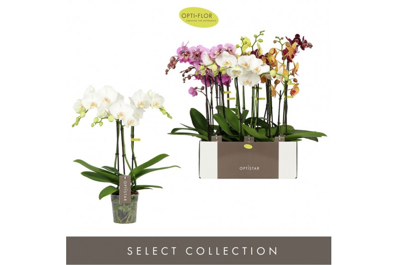 Phalaenopsis mix 3 tak optistar hollywood mix 