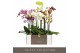 Phalaenopsis mix 3 tak optistar hollywood mix 
