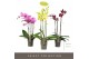 Phalaenopsis mix 3 tak optistar hollywood mix 