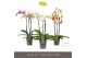 Phalaenopsis mix 3 tak optistar hollywood mix 