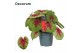 Caladium lemon blush Decorum 