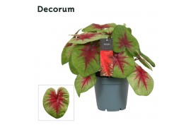 Caladium lemon blush Decorum