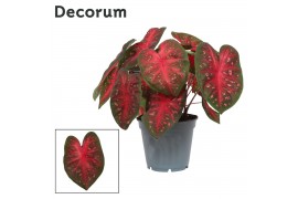 Caladium fast flash Decorum