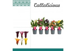 Zantedeschia mix kort