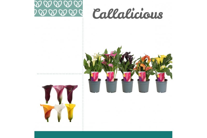 Zantedeschia mix kort 