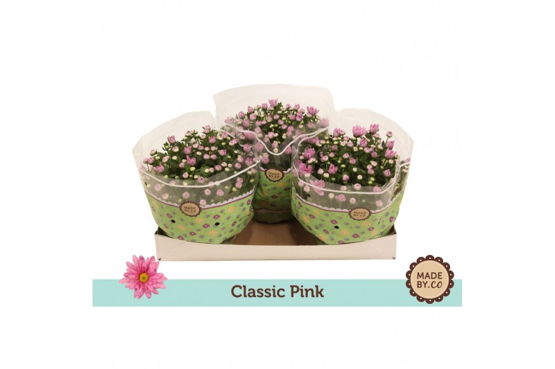 Chrysanthemum ind. giro time classic pink 