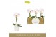 Phalaenopsis Singolo - Owari - 1 bloem - Lazio White 