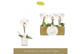 Phalaenopsis Singolo - Owari - 1 bloem - Lazio White