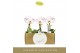 Phalaenopsis Singolo - Owari - 1 bloem - Lazio White 