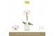 Phalaenopsis Singolo - Owari - 1 bloem - Lazio White 