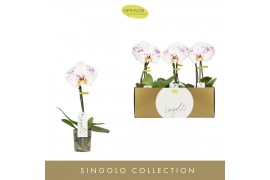 Phalaenopsis Singolo - Owari - 1 bloem