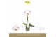 Phalaenopsis Singolo - Owari - 1 bloem 