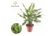 Aglaonema juliette Decorum 