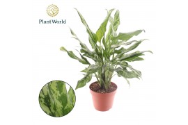 Aglaonema juliette Decorum