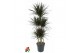 Dracaena marg. magenta 90-carrousel 