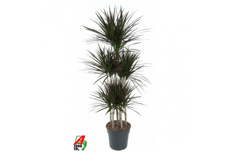 Dracaena marg. magenta 90-carrousel 