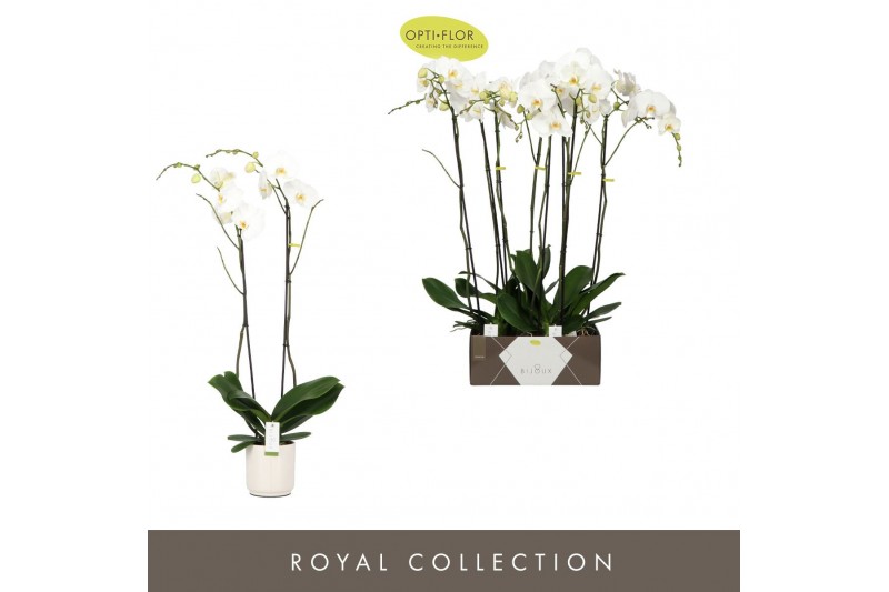 Phalaenopsis wit Bijoux Diamond - 2 tak, 14+ bloem - Lazio White keram 