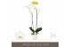 Phalaenopsis wit Bijoux Diamond - 2 tak, 14+ bloem - Lazio White keram 