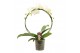 Phalaenopsis wit Phalaenopsis boog A2 wit 12 bl. 2 tak/plnt 