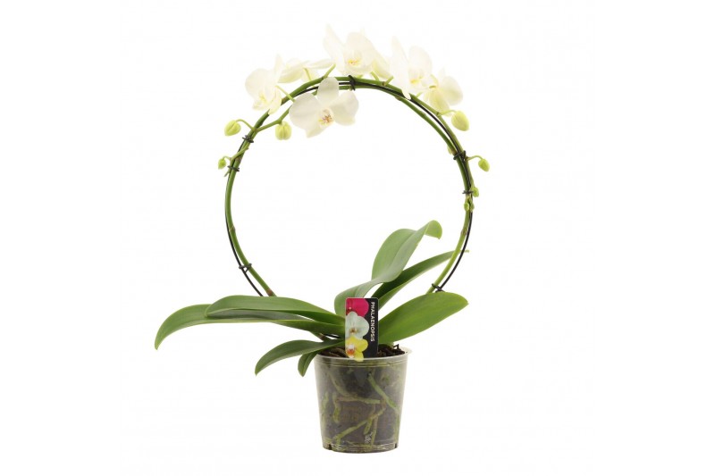 Phalaenopsis wit Phalaenopsis boog A2 wit 12 bl. 2 tak/plnt Phalaenopsis wit Phalaenopsis boog A2 wit 12 bl. 2 tak/plnt