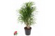 Dracaena reflexa anita vertakt 