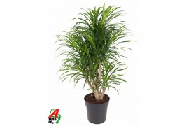 Dracaena reflexa anita vertakt