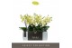 Phalaenopsis geel Tablo - Limoncello - 3 tak 