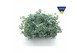 Sedum sieboldii 