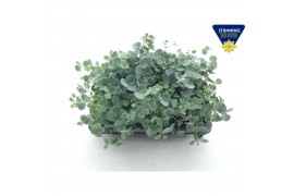 Sedum sieboldii