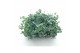 Sedum sieboldii 