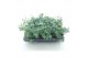 Sedum sieboldii 